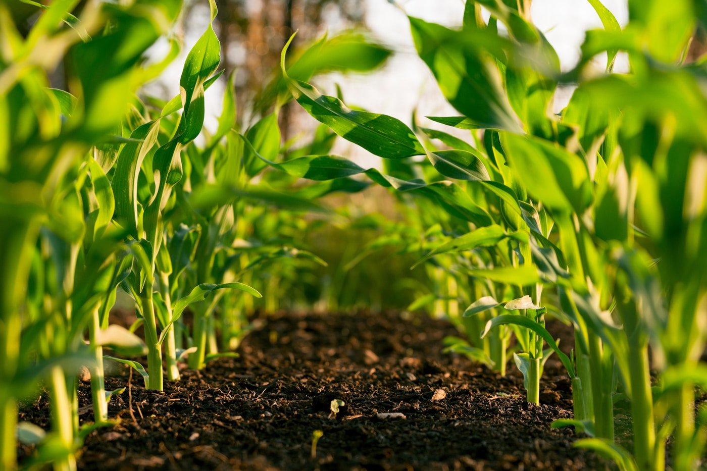 Rice Crop Protection — farmer in paddy field