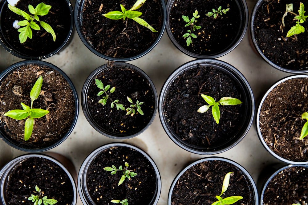 Crop Nutrition — NPK fertilizers in field application