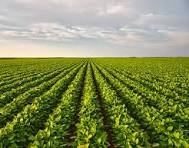 Green crop field showing modern agriculture and sustainable farming